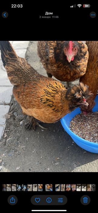 Yapon tovuqlar sotiladi yoshiga tulgan 1 yosh