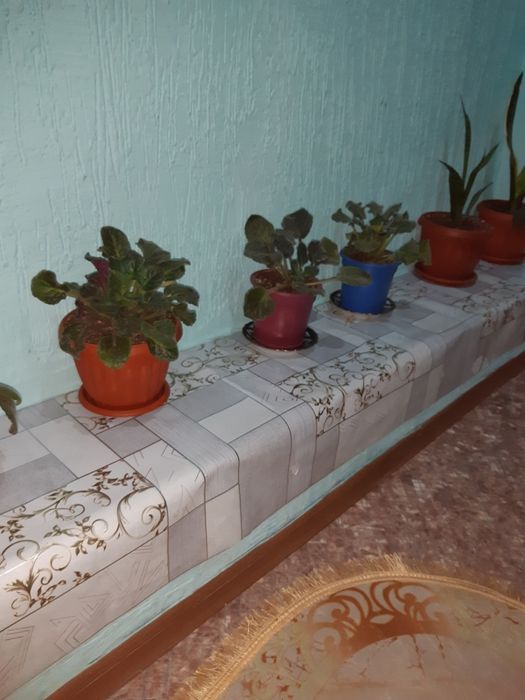 Продоюца цветы фиалки