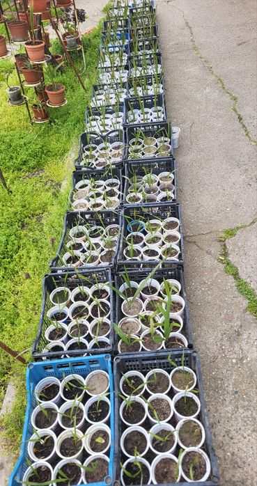 Палми от форми..