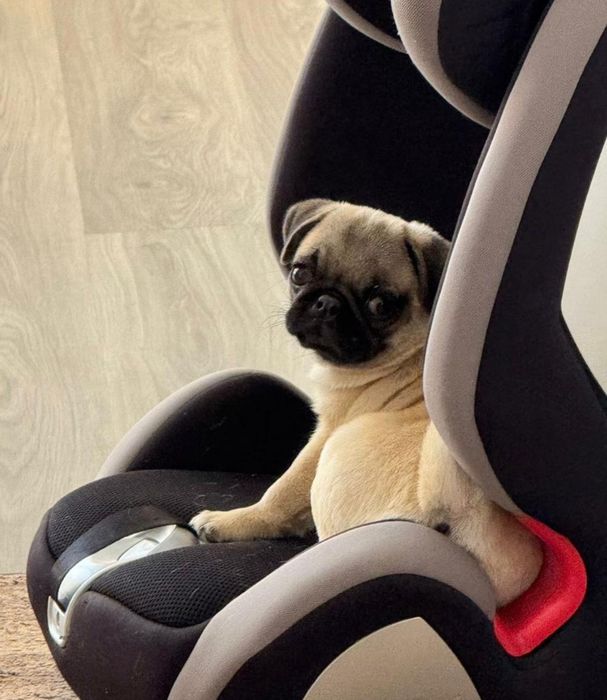 Чистокровная девочка мопс