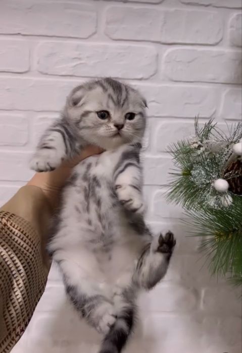 Вислоухие Ребятишки