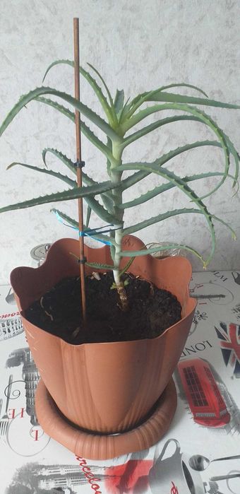 Продам алое, лечебное растение 3 летнее