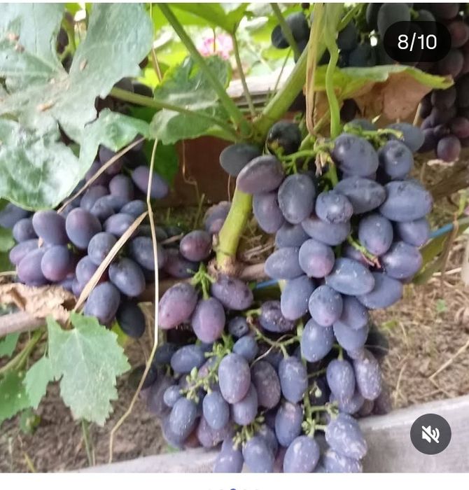 Продам саженцы винограда!