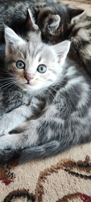 Котята в добрые руки