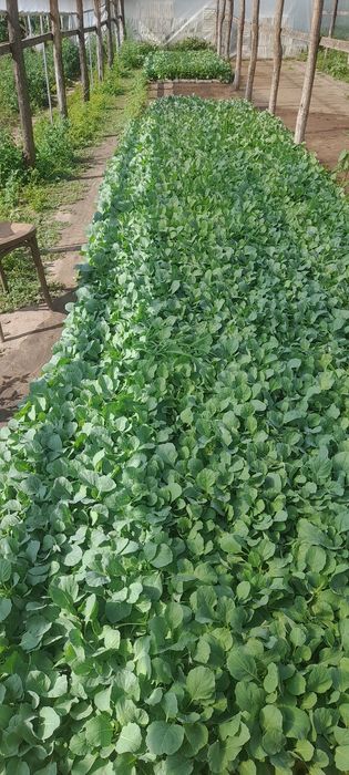 Vând varză Bucharest!