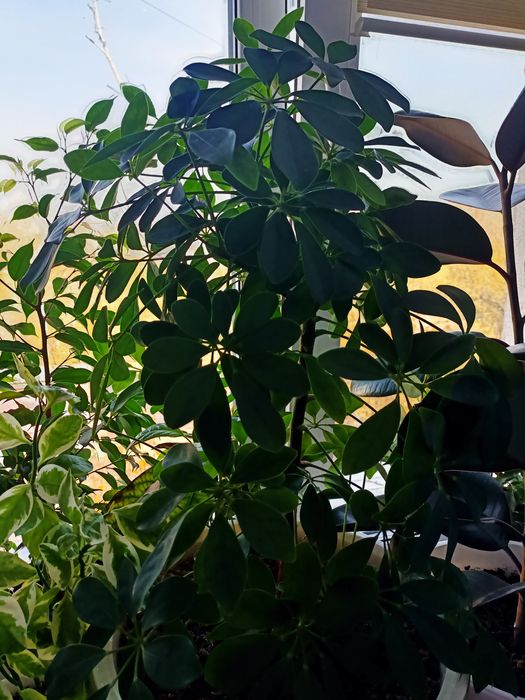 Продам комнатные цветы