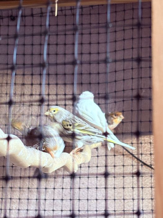 Продавам Канарчета/ Канари