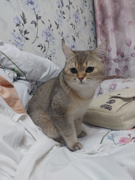 Кот британец на вязку