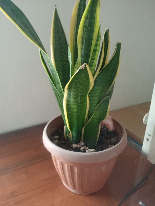 Домашние Цветы...