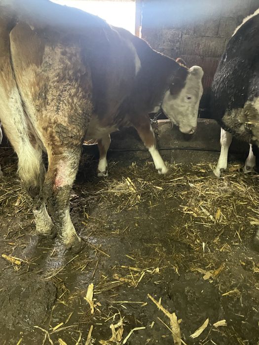 Vand vaca gestanta tanara