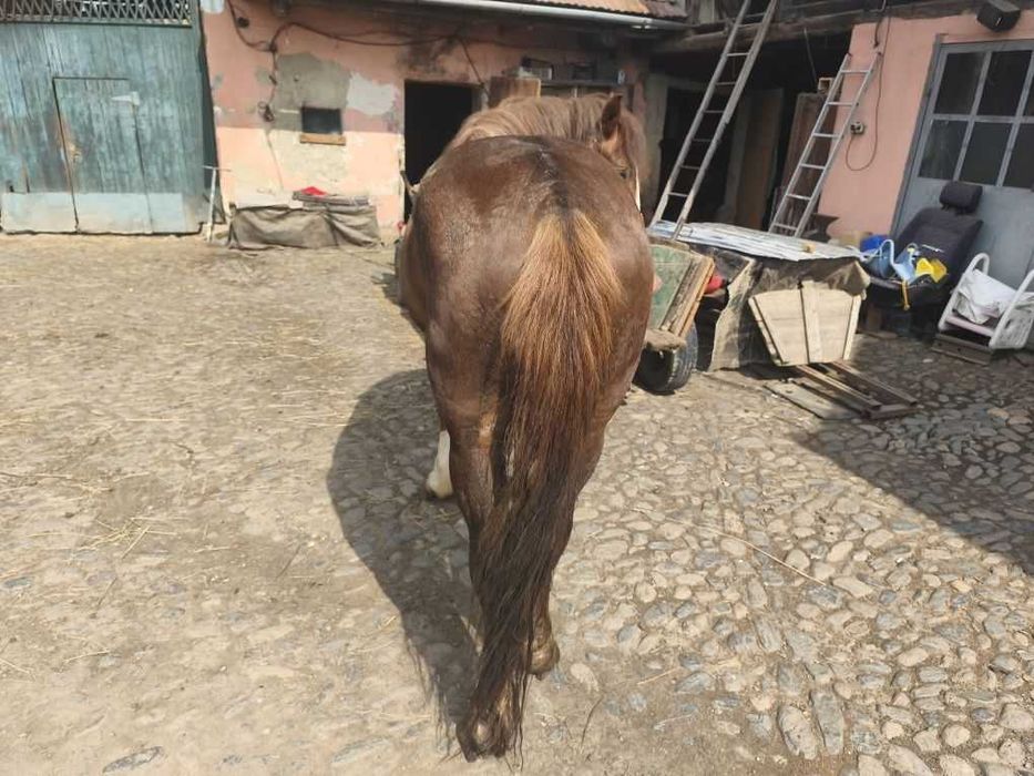 Vând armăsar de 3 ani