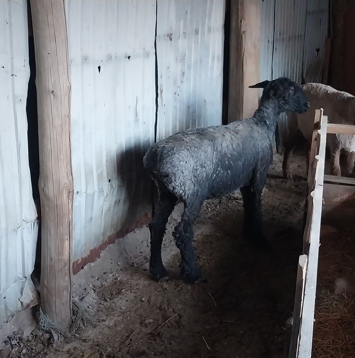 Қой сатылады семіз