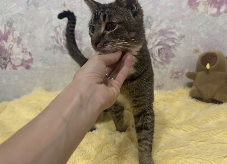 Кот в добрые руки