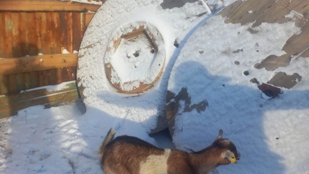 Продам козы срочно