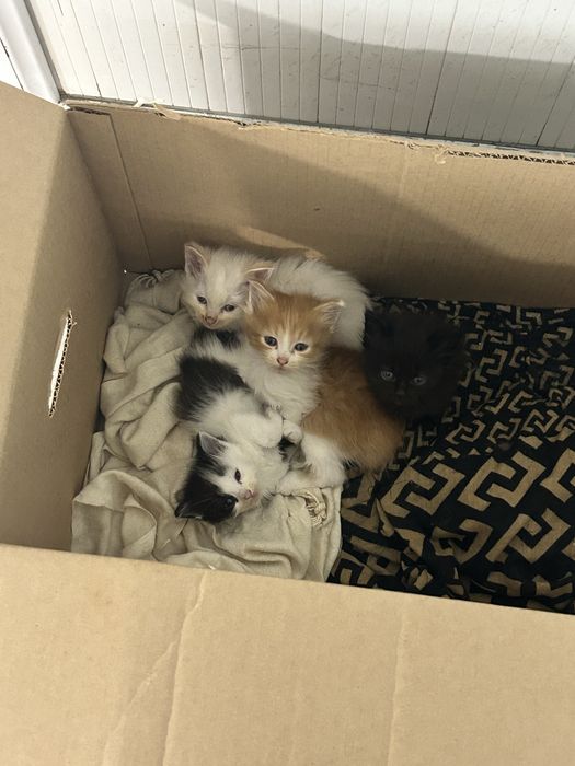Котята бесплатно