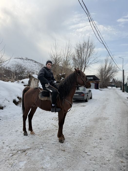 Продам жеребца 2015 года