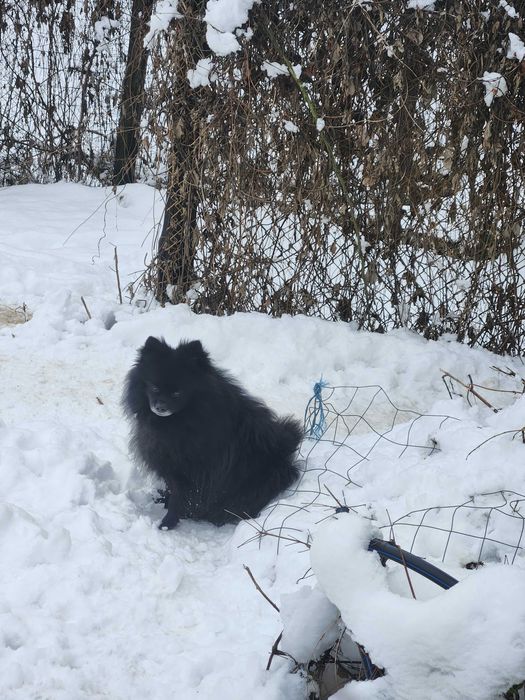 Уникален черен померан черна перла