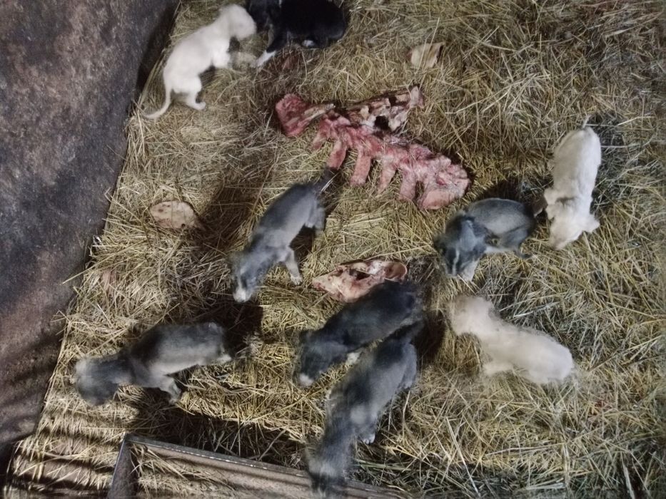 Продам щенков тазы