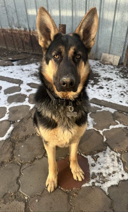 Продам ВЕО 1 год