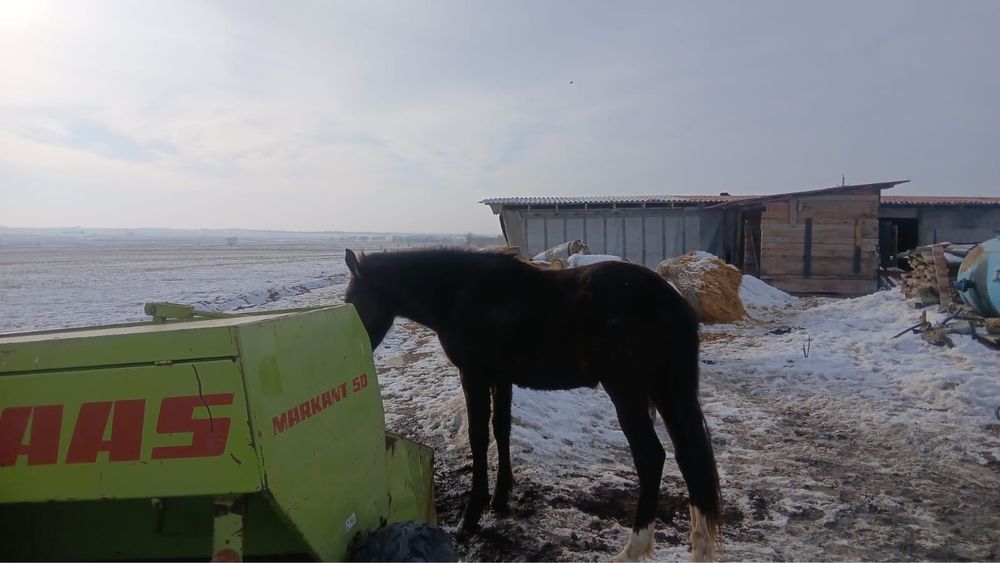 Продам лошадь