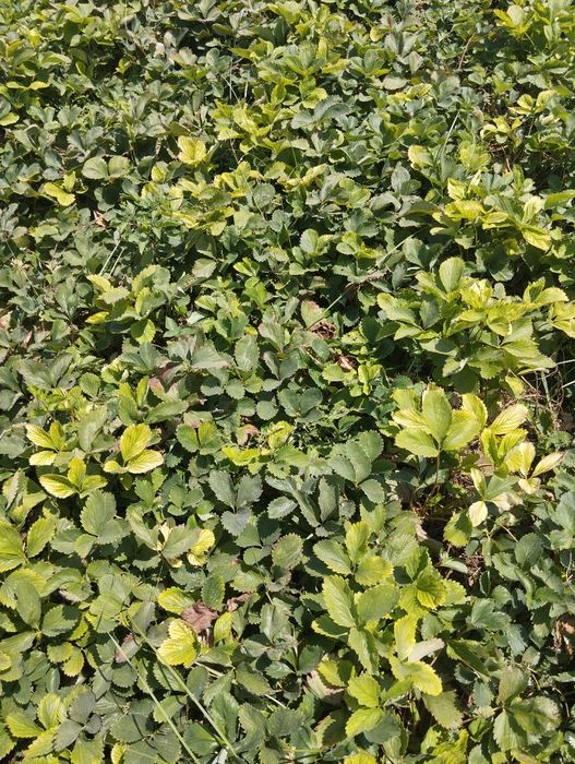 Кочат кулупной 2-та сорт