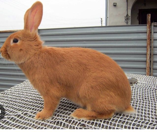 Продам кроликов девочки