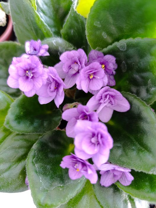 Фиалка детка укорененная