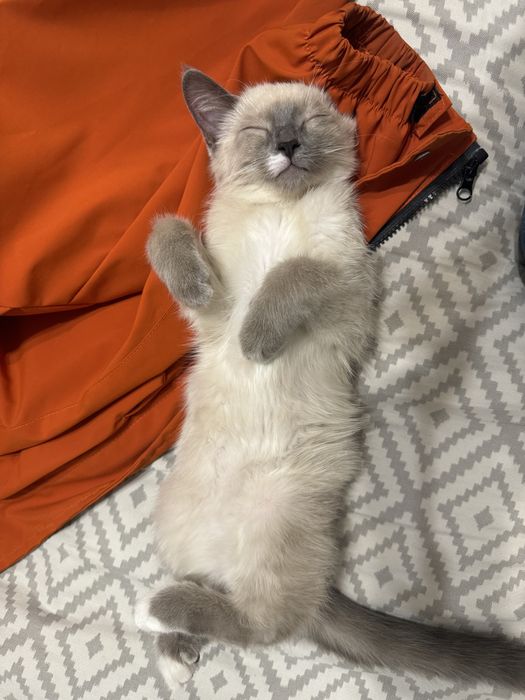 Взрослая кошка бесплатно