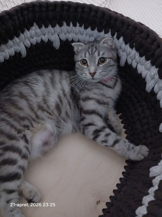 Scottish fold mushuk