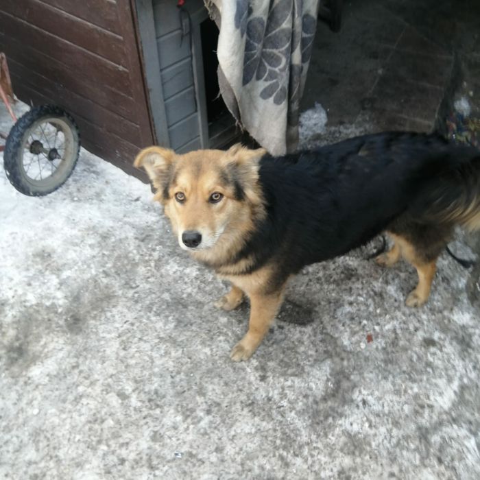 Стерилизованная собачка ищет дом