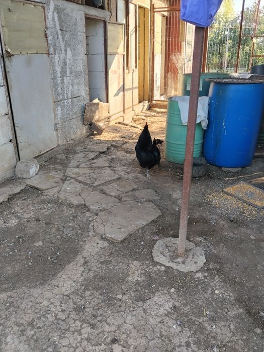 Vind 2 cocoși austrolop virată 1 an