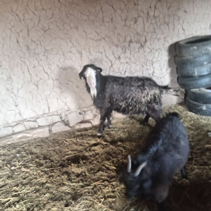 7 шт бойдақ 2 ешкі 5 шыбыш 35000 нан