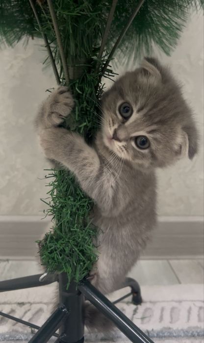 Кошка Скоттиш фолд