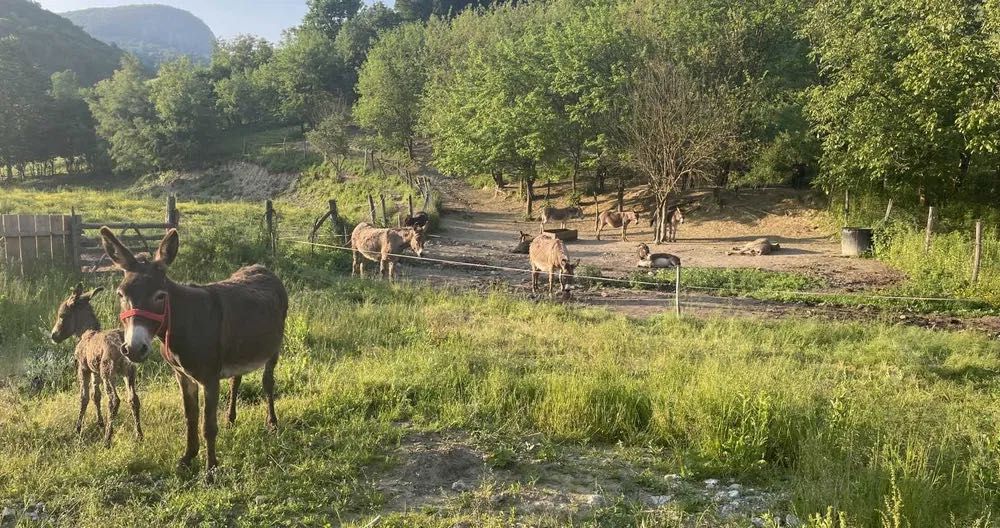 Lapte de măgăriță