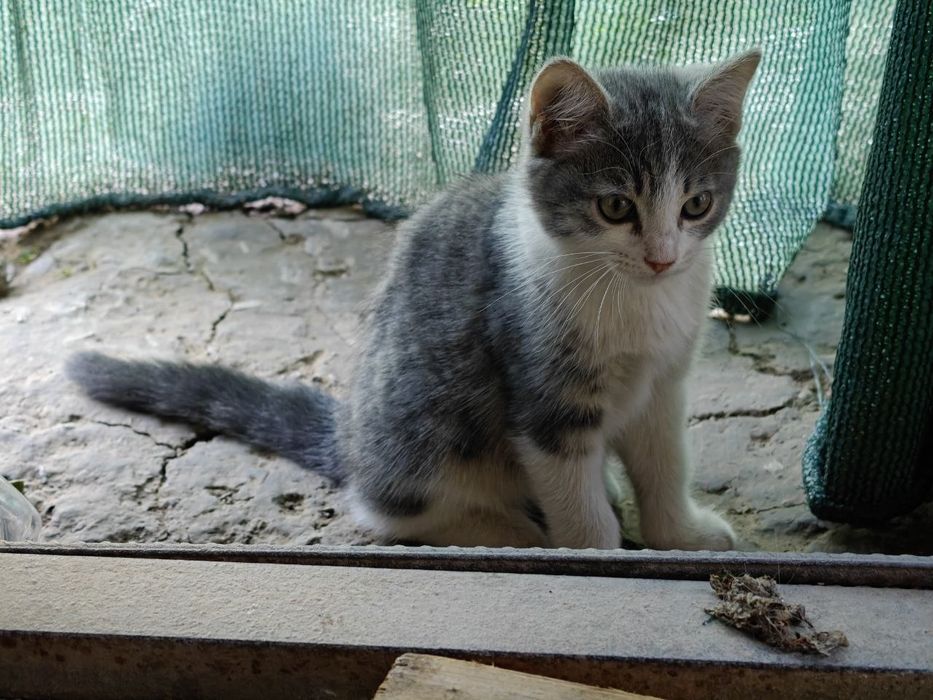 Котость 2 котенка