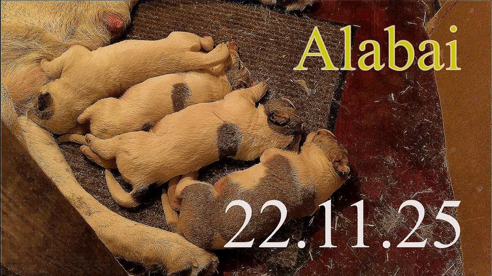 Кобель.. Для Вязки.. Төбет. САО