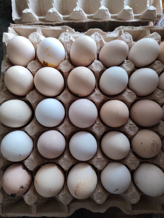 Продам домашние яйца