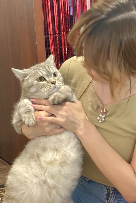 Кот шотландец бесплатно