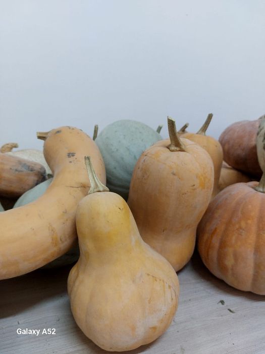 Тыква местная с огорода
