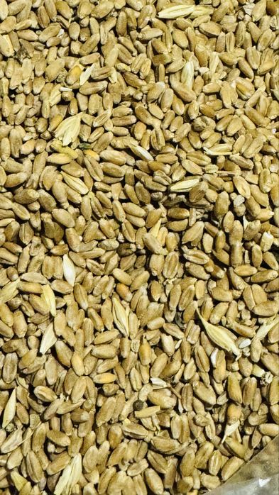 Ячмень семенной чистый