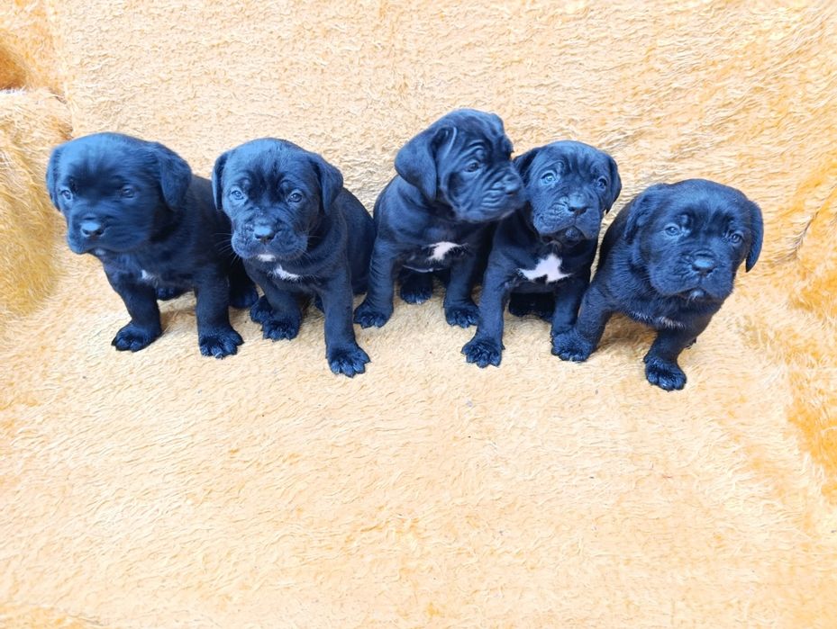 Кане Корсо с Паспорт и Ваксина !