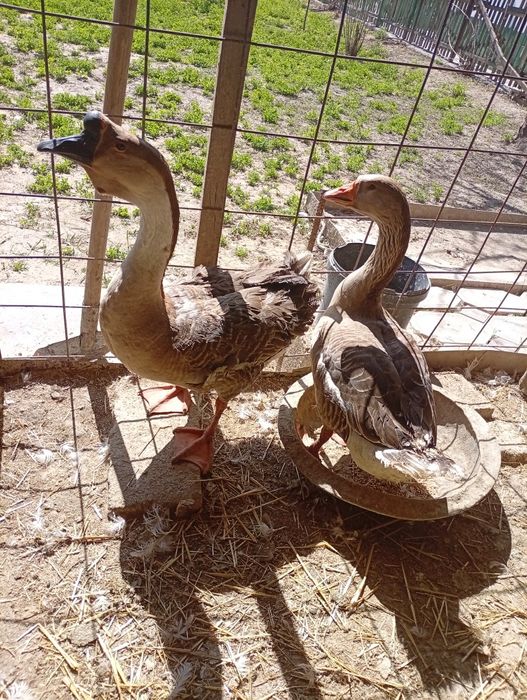 Бала 15.000 тенге ұрғашы 10.000 тенге пара