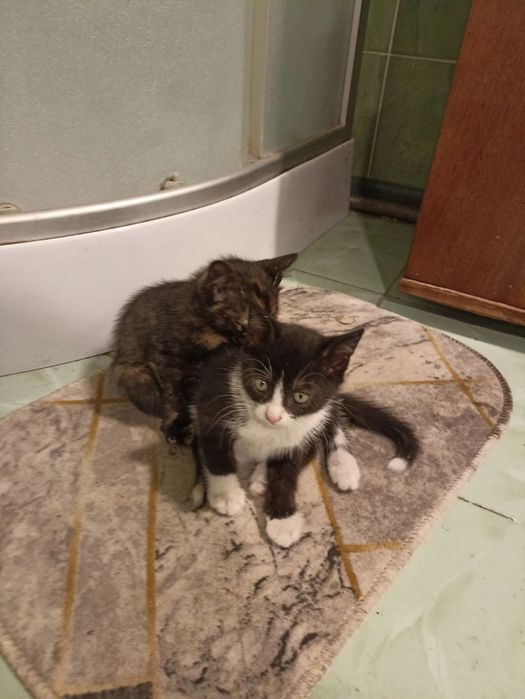Отдам котят  в добрые руки.