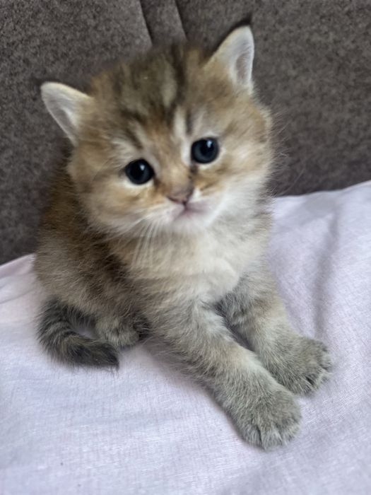 Шотландская  кошка (1,5месяца)