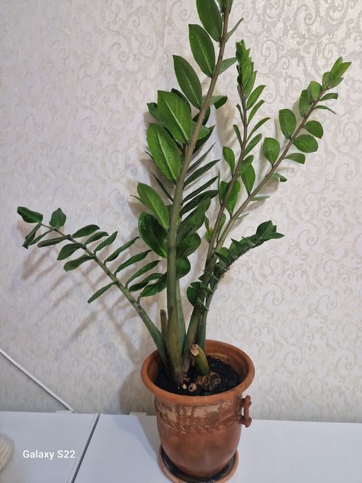 Продам замиакулькас, долларовый цветок.