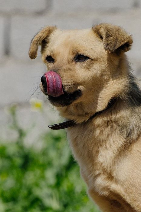 Ветта ищет новый дом!