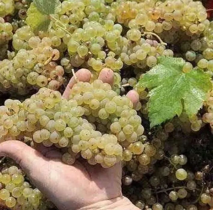 Struguri de vin calitate excelenta