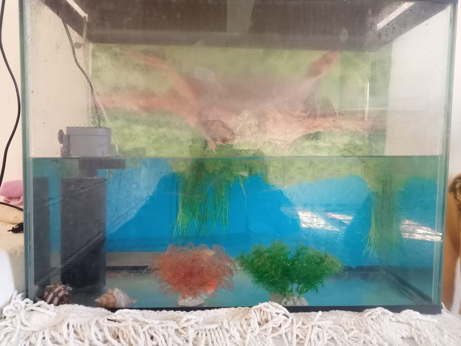 Аквариум Аквариум