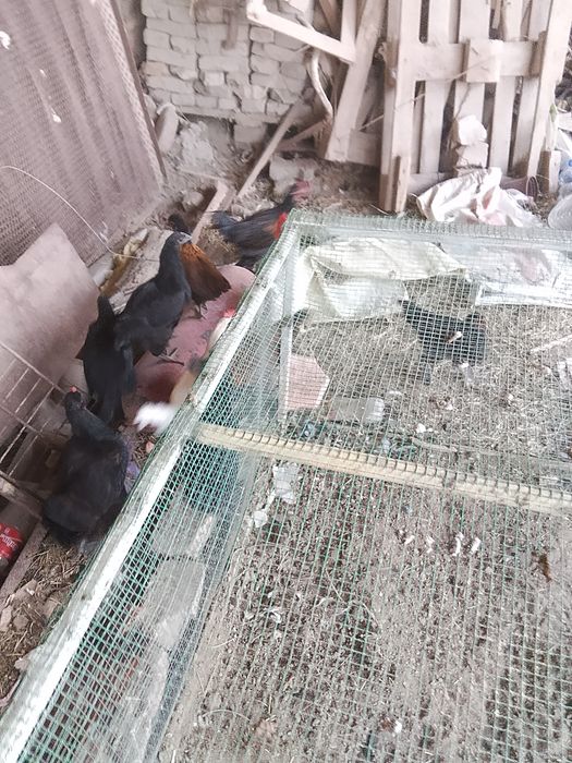 Turli turdagi tovuq va xoʻrozlar sotiladi