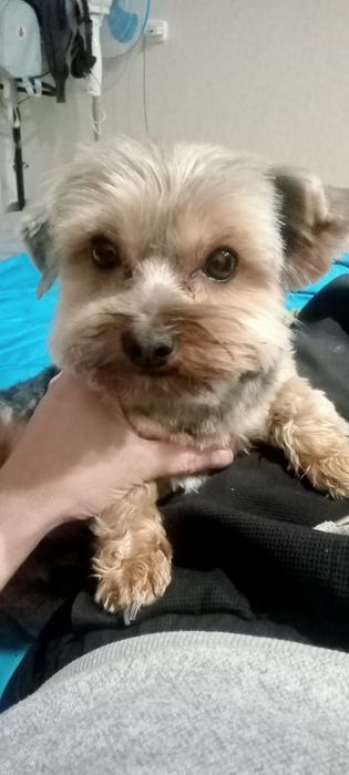 Вязка кабель Йоркширский терьер 2 года